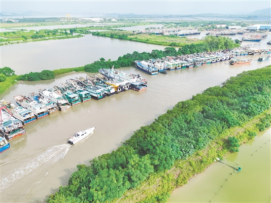 昨天，臺山市橫山漁港停滿了回港避風(fēng)的漁船。