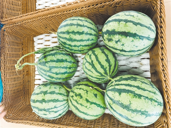 厚承陳皮文化生態(tài)園內(nèi)，西瓜等成熟作物已經(jīng)被摘下來。