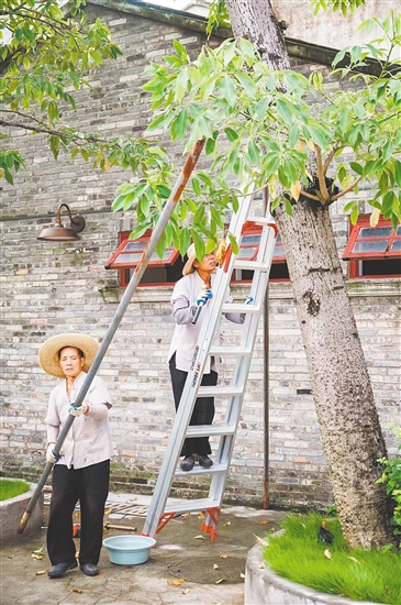 赤坎華僑古鎮(zhèn)積極部署，對(duì)園區(qū)內(nèi)的大量文物古跡和古樹(shù)進(jìn)行加固。景區(qū)供圖