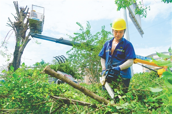 我市城管部門(mén)組織人員積極防風(fēng)，圖為工作人員在城區(qū)主要路段修剪綠化樹(shù)。