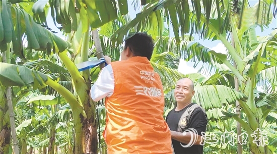平安產(chǎn)險江門中支農(nóng)險專員手把手指導(dǎo)農(nóng)戶加固蕉棚。