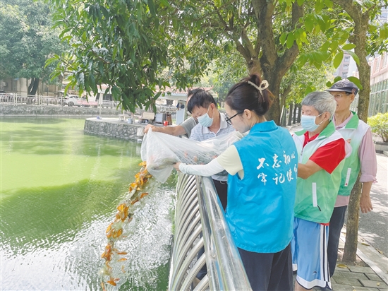 大家協(xié)力將“滅蚊魚(yú)”投放到甘化新村的人工湖。