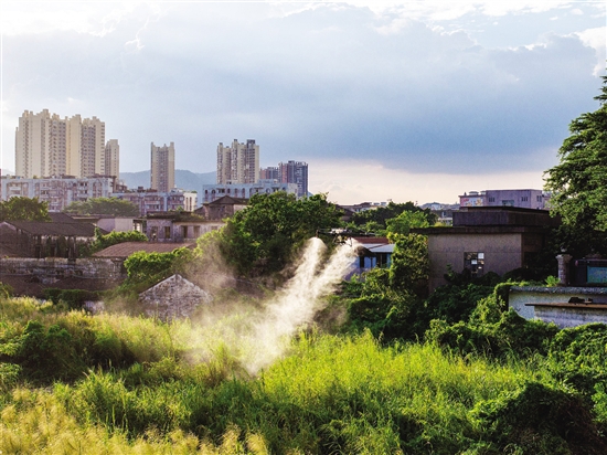 江海區(qū)動(dòng)用農(nóng)用植保無(wú)人機(jī)，高效開(kāi)展蚊蟲(chóng)消殺。