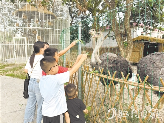 孩子們?cè)趧?dòng)物長(zhǎng)廊里喂食鴕鳥(niǎo)。