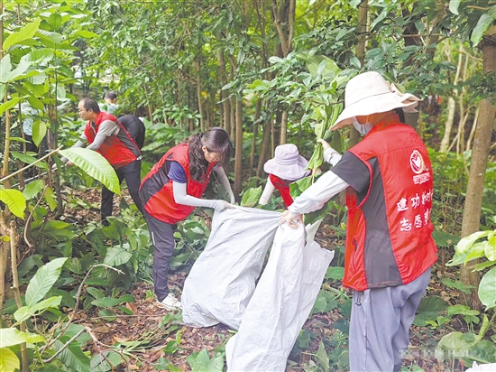 江門市科協(xié)工作人員在市林科所清理樹枝。