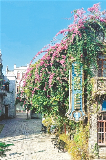 赤坎華僑古鎮(zhèn)的杜鵑花盛放。