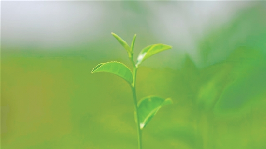 “恩露竹韻茶”茶葉嫩苗。