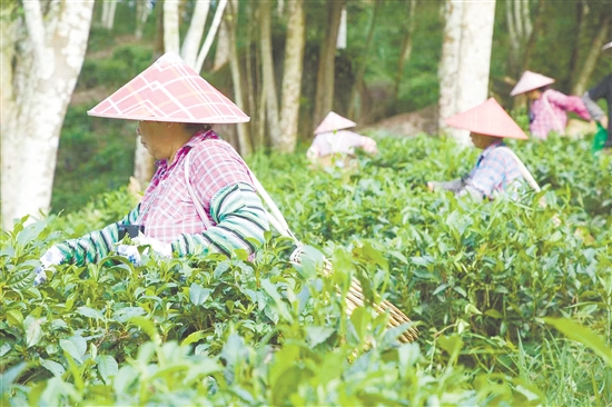 茶農(nóng)們手工采摘新鮮嫩茶。