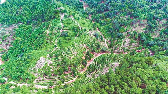 茶山之上，綠意盎然。