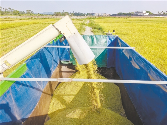 金色的稻谷如同“黃金瀑布”。