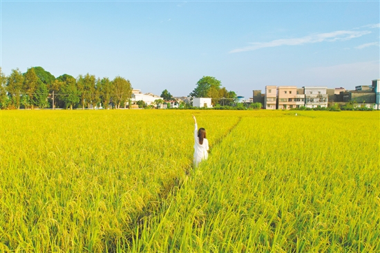 江門鄉(xiāng)村稻田鋪成金色畫卷，吸引不少游客打卡。