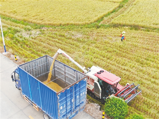 機(jī)械化收割省時(shí)省力。