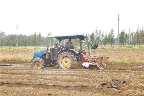 2025年江門市冬種生產(chǎn)現(xiàn)場(chǎng)會(huì)在恩平舉行。