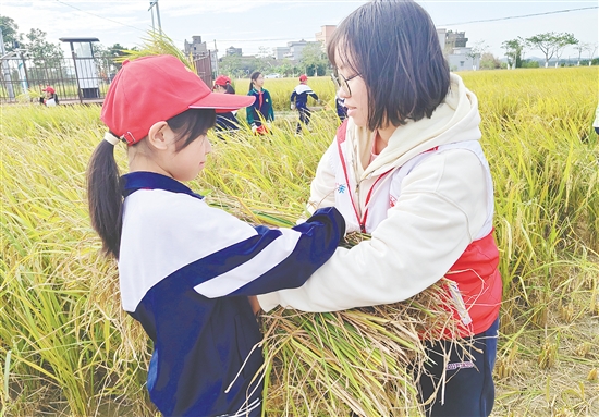 青少年和志愿者一起收割水稻，體驗(yàn)農(nóng)耕的艱辛。