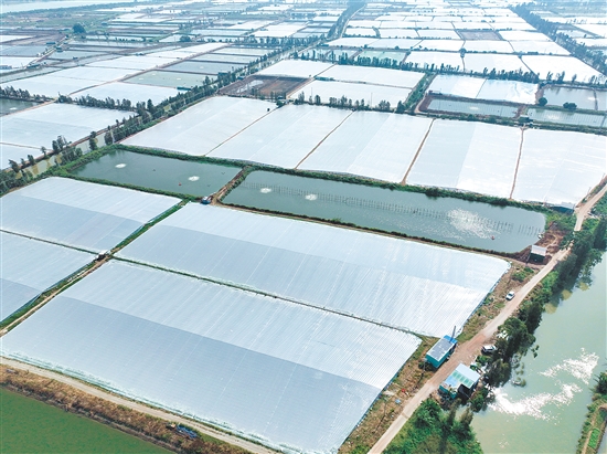 搭蝦棚是大鰲鎮(zhèn)水產(chǎn)養(yǎng)殖業(yè)延續(xù)20余年的傳統(tǒng)越冬“法寶”。