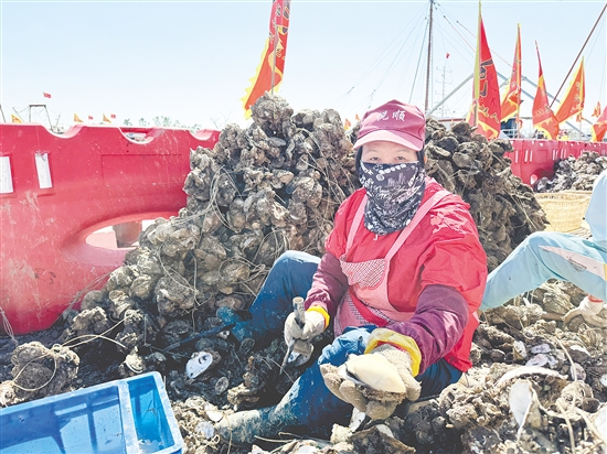 憑借生蠔優(yōu)良的品質，汶村鎮(zhèn)正從“養(yǎng)蠔賣蠔”向“品牌興蠔”邁進。