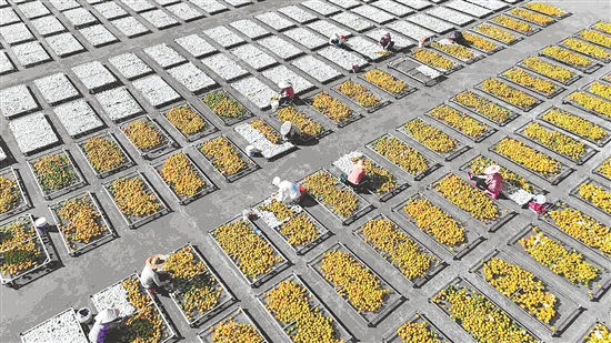 近年來，新會區(qū)委、區(qū)政府將新會陳皮這一“土特產(chǎn)”作為鄉(xiāng)村產(chǎn)業(yè)振興的重要抓手，大力弘揚陳皮文化。