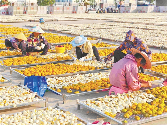 工人將柑果開成完整的三瓣，待柑皮稍微脫水變軟后，再反皮翻曬。