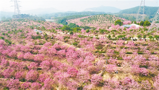 萊蘇（鴻園）山水人家景區(qū)的紫花風(fēng)鈴木迎來(lái)最佳觀賞期。