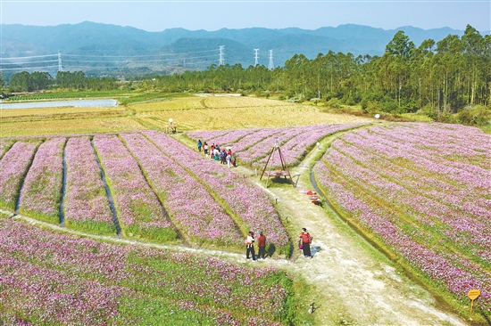 簕菜文化創(chuàng)意園利用周邊田地“休耕期”種植格桑花，建設(shè)景觀花海，吸引眾多游客前來賞花。
