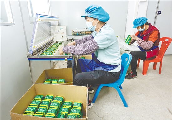 米倉村是恩平簕菜這一國家農(nóng)產(chǎn)品地理標志保護產(chǎn)品的核心產(chǎn)區(qū)。圖為工人在手工制作簕菜茶。