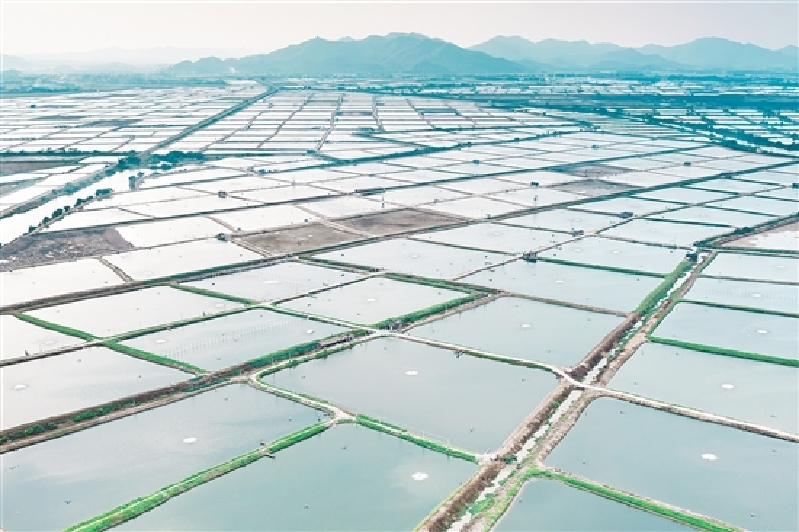 端芬鎮(zhèn)鰻魚產(chǎn)業(yè)經(jīng)過多年發(fā)展，已形成一條集鰻魚培育、飼料生產(chǎn)、養(yǎng)殖、加工、出口貿(mào)易于一體的完整的鰻魚產(chǎn)業(yè)鏈。