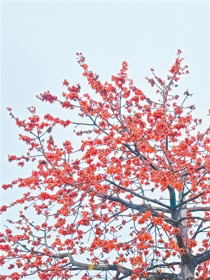 江門街頭木棉花紅似火。