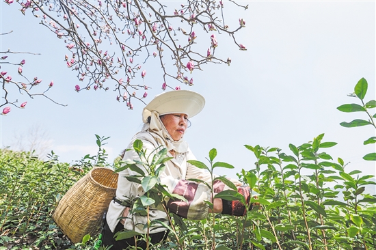 圖為3月10日，在武義縣更香有機茶園內(nèi)，采茶工在采摘今年首批春茶。新華社發(fā)