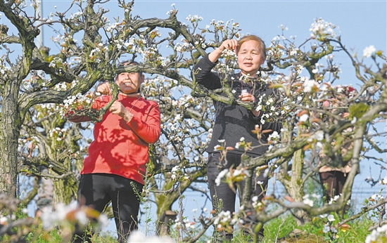 圖為3月11日，村民在重慶市永川區(qū)尖山村給梨花進(jìn)行人工授粉。