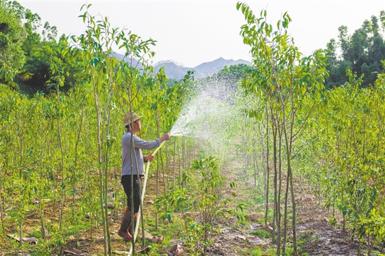 全鎮(zhèn)沉香種植面積達(dá)8000多畝，有效帶動(dòng)群眾實(shí)現(xiàn)穩(wěn)定增收。