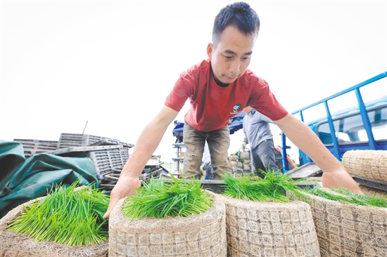 3月24日，在廣東江門(mén)臺(tái)山市都斛鎮(zhèn)，工作人員搬運(yùn)育好的秧苗。