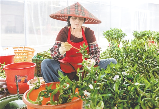 海宴花農(nóng)獨創(chuàng)螺旋彎竹培育技藝，贏得“富貴彎竹靠臺山”的行業(yè)美譽。