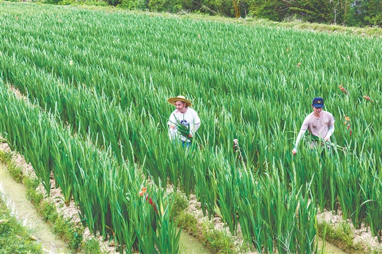 海宴鎮(zhèn)全域劍蘭花種植面積突破6000畝，主產(chǎn)區(qū)為永和村劍蘭花種植基地，產(chǎn)值突破1.2億元。
