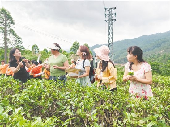 學員們在導(dǎo)師的指導(dǎo)下，學習“一芽二葉”的精準采摘標準和技巧。