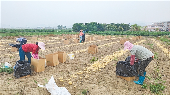 農(nóng)戶就地分揀、裝袋、轉(zhuǎn)運，新鮮馬鈴薯陸續(xù)進(jìn)入市場與倉儲環(huán)節(jié)。