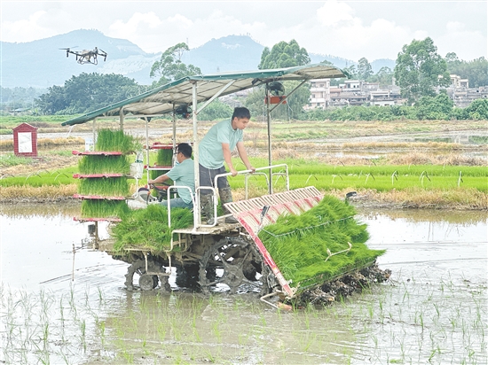 插秧機(jī)、無人機(jī)配合作業(yè)。