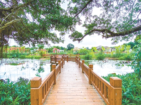 獨(dú)聯(lián)村打造大坑里榕樹公園，新建黑美山公園、靈菊公園等生態(tài)節(jié)點(diǎn)，處處見綠。