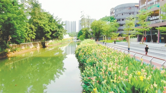 會城河經(jīng)過升級改造，面貌煥然一新。