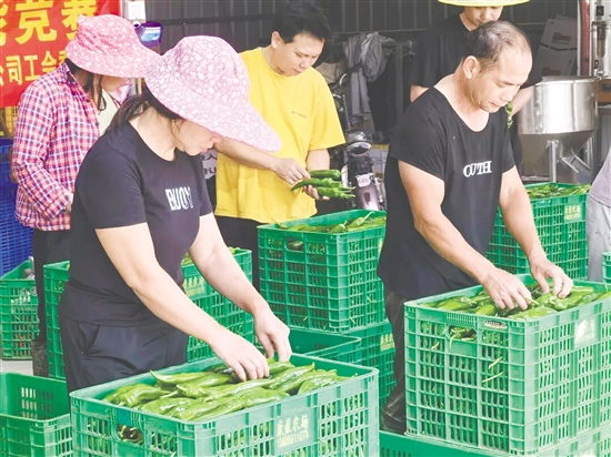 蔬果分裝賽場上，參賽人員比拼分揀效率與操作規(guī)范。