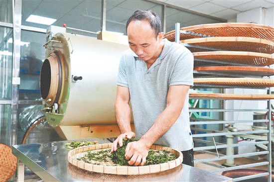 吳藝華對茶葉進(jìn)行手工揉捻。