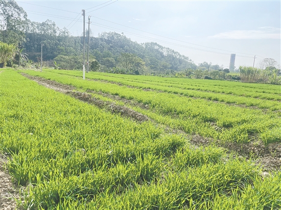 鶴山市全方位盤活閑置耕地資源，讓一片片“沉睡”的撂荒耕地重?zé)ㄉ鷻C(jī)，為糧食穩(wěn)產(chǎn)增產(chǎn)和鄉(xiāng)村振興筑牢堅(jiān)實(shí)基礎(chǔ)。