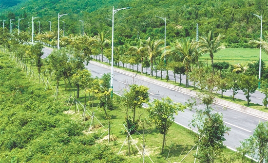 川島鎮(zhèn)人大代表帶頭植綠護綠，在上川島飛沙灘至高筍道路種下“綠美人大代表林”，筑牢鎮(zhèn)村生態(tài)屏障。