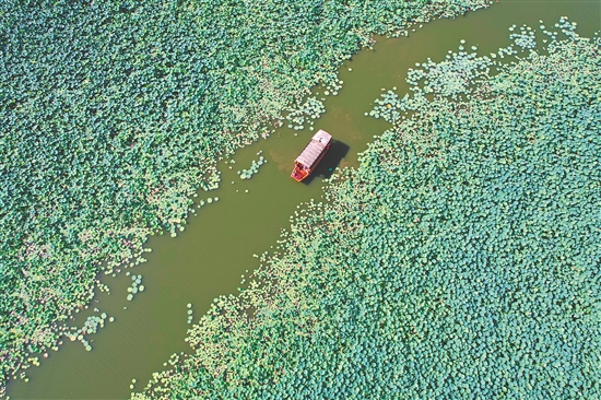 古勞水鄉(xiāng)對(duì)中高考考生免門票與荷海泛舟船票，讓考生沉浸式感受嶺南水鄉(xiāng)風(fēng)情。
