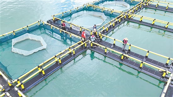 臺(tái)風(fēng)到來(lái)前，江門(mén)人保財(cái)險(xiǎn)理賠人員奔赴川島沿岸海洋牧場(chǎng)，勘察安全隱患。