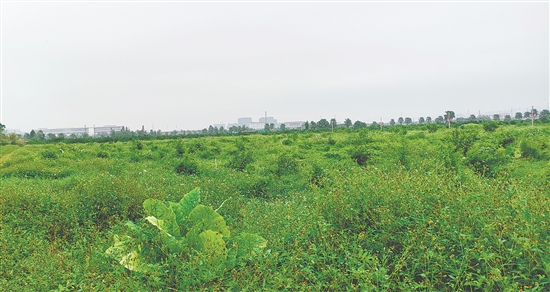 江門市JCR2025-194（新會26）號地。